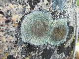 Lecanora muralis image