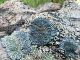 Lecanora muralis image