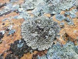 Physcia phaea image