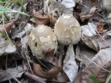 Coprinopsis variegata image