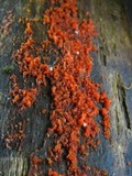 Hormomyces aurantiacus image