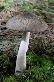 Amanita borealisorora image