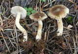 Inocybe abjecta image