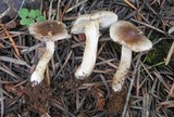 Inocybe abjecta image