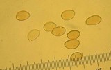 Inocybe abjecta image