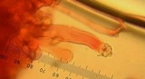 Inocybe abjecta image