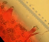 Inocybe abjecta image