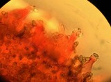Inocybe abjecta image