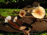 Gymnopus semihirtipes image