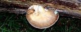 Laetiporus portentosus image