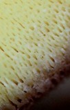 Laetiporus portentosus image