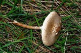 Macrolepiota clelandii image