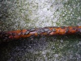 Colpoma quercinum image