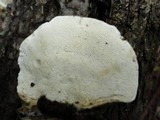Trametes hirsuta image