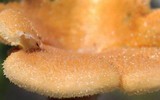 Panus neostrigosus image