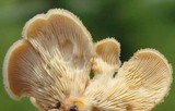 Lentinus strigosus image