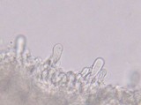 Panus neostrigosus image