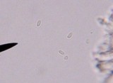 Panus neostrigosus image