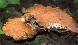 Polyporus radicatus image
