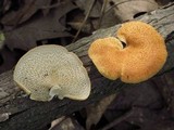 Polyporus alveolaris image