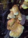 Pseudomerulius curtisii image