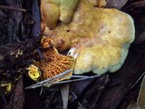 Pseudomerulius curtisii image