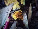 Pseudomerulius curtisii image