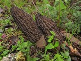 Morchella importuna image