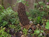 Morchella importuna image