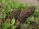 Morchella importuna image