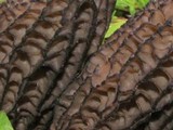 Morchella importuna image