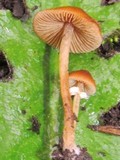 Conocybe rugosa image