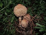 Chlorophyllum olivieri image