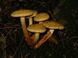 Pholiota alnicola image