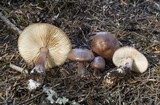 Melanoleuca cognata image