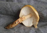 Limacella delicata var. glioderma image