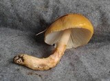 Limacella delicata var. glioderma image
