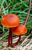 Laccaria lateritia image