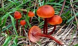 Laccaria lateritia image