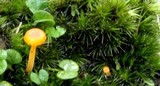 Hygrocybe fuhreri image