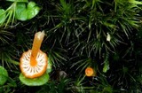 Hygrocybe fuhreri image