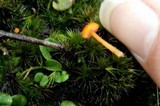 Hygrocybe fuhreri image