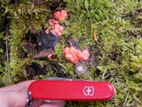 Lycogala epidendrum image