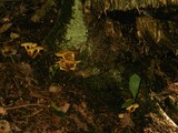 Pholiota alnicola image