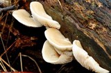 Crepidotus nephrodes image
