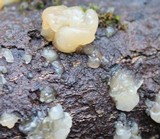 Tremella encephala image