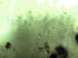Helvella solitaria image