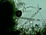 Helvella macropus image