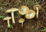 Inocybe chelanensis image