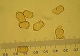 Inocybe chelanensis image